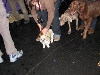 Yappy hour hosted by Central Bark