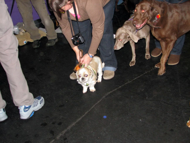 Yappy hour hosted by Central Bark