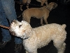 Yappy hour hosted by Central Bark