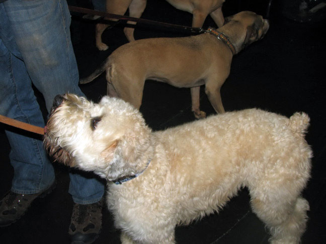 Yappy hour hosted by Central Bark