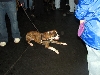 Yappy hour hosted by Central Bark