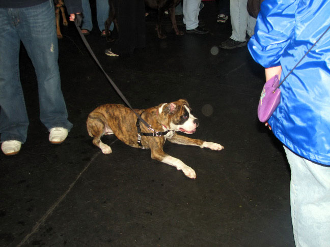 Yappy hour hosted by Central Bark