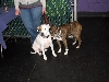 Yappy hour hosted by Central Bark