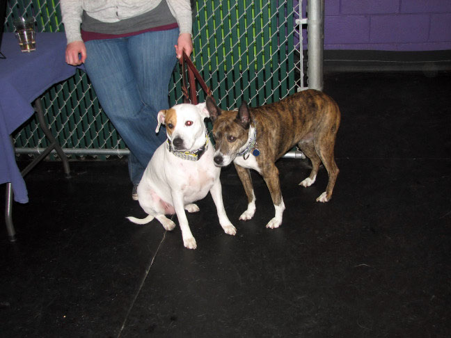 Yappy hour hosted by Central Bark