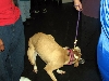Yappy hour hosted by Central Bark