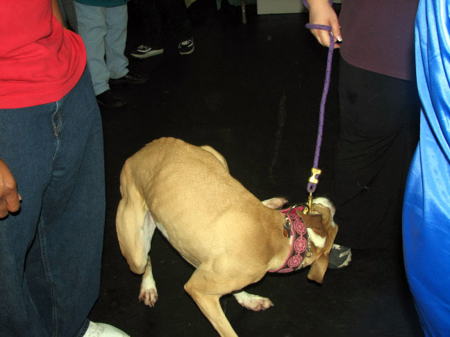 Yappy hour hosted by Central Bark