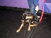Yappy hour hosted by Central Bark