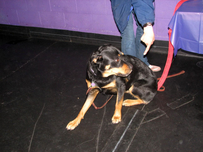 Yappy hour hosted by Central Bark