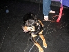 Yappy hour hosted by Central Bark