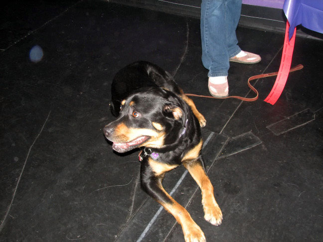 Yappy hour hosted by Central Bark