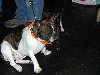 Yappy hour hosted by Central Bark