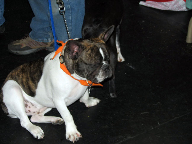 Yappy hour hosted by Central Bark