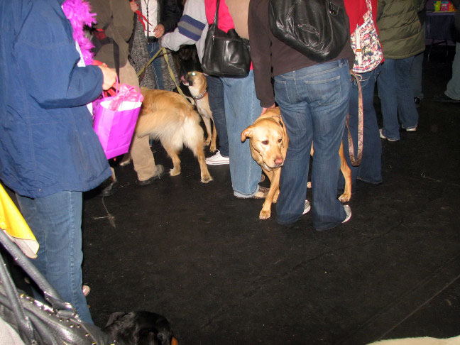 Yappy hour hosted by Central Bark