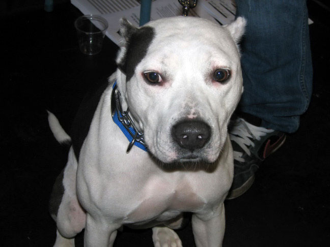 Yappy hour hosted by Central Bark