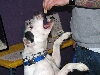 Yappy hour hosted by Central Bark