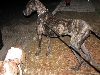 Yappy hour hosted by Central Bark