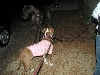 Yappy hour hosted by Central Bark