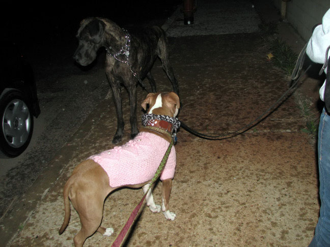Yappy hour hosted by Central Bark