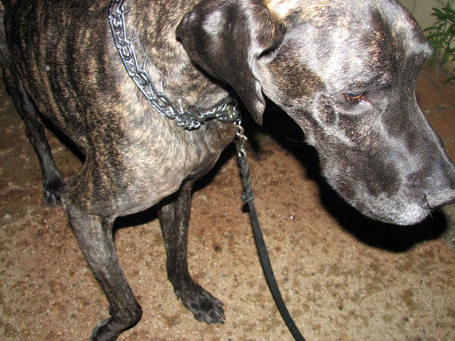 Yappy hour hosted by Central Bark