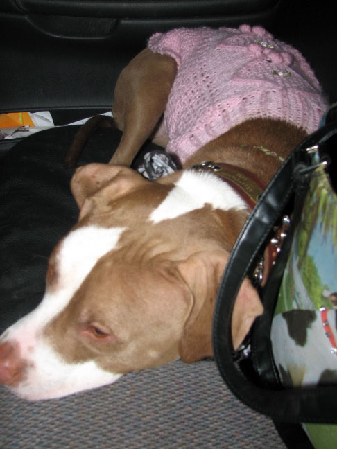 Yappy hour hosted by Central Bark
