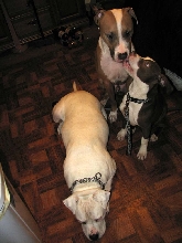The Three Stooges