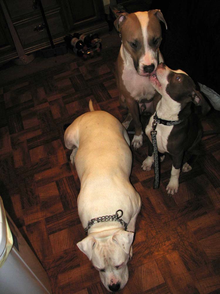 The Three Stooges