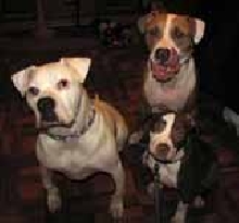 the three stooges
