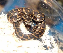 hartwig jaya