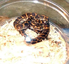 hartwig jaya