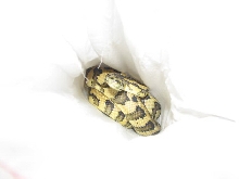 Madness - new from Pyschotic Exotics