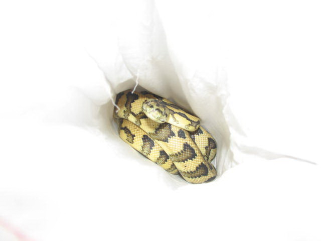Madness - new from Pyschotic Exotics