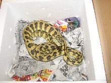 Madness - new from Pyschotic Exotics