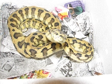 Madness - new from Pyschotic Exotics