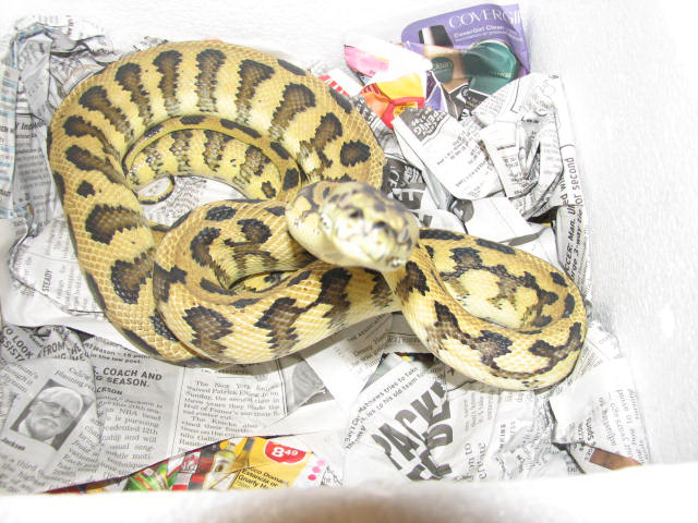 Madness - new from Pyschotic Exotics