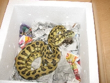 Madness - new from Pyschotic Exotics