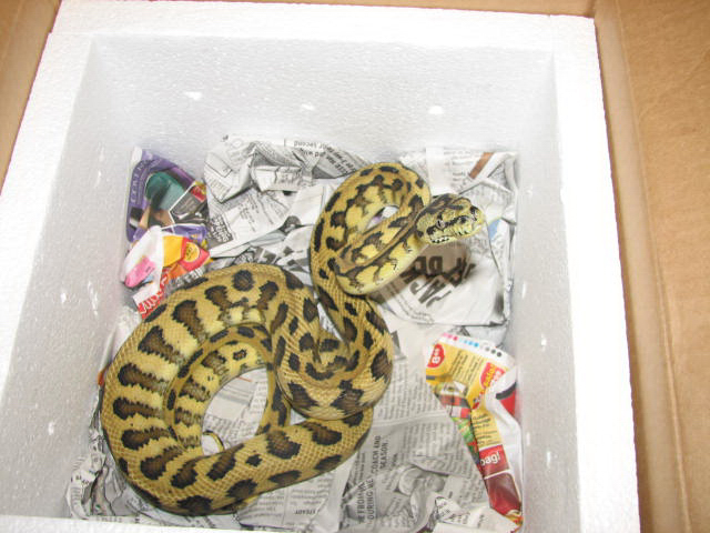Madness - new from Pyschotic Exotics