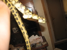Madness - new from Pyschotic Exotics