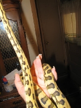 Madness - new from Pyschotic Exotics