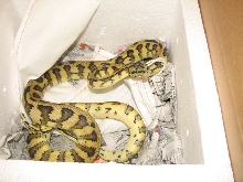Madness - new from Pyschotic Exotics