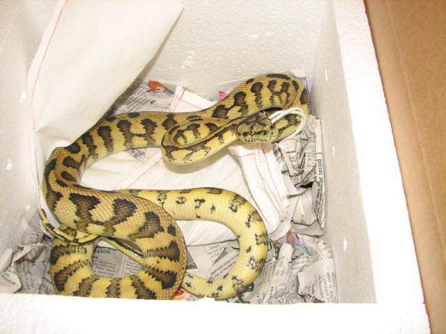 Madness - new from Pyschotic Exotics