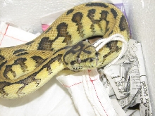 Madness - new from Pyschotic Exotics