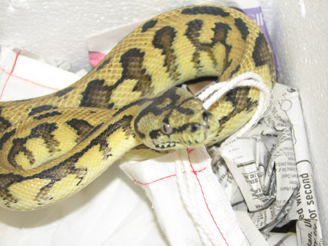 Madness - new from Pyschotic Exotics