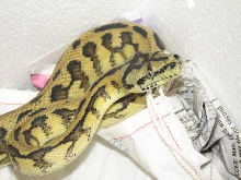 Madness - new from Pyschotic Exotics