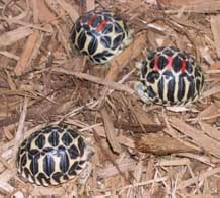 Mainland Star torts