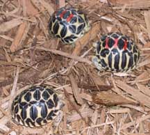 Mainland Star torts