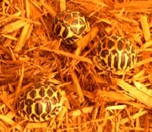 Mainland Star torts