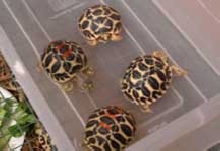 Mainland Star torts