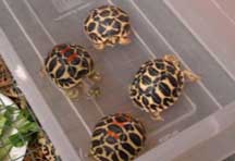 Mainland Star torts