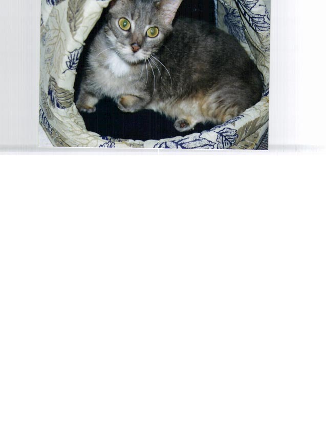 Matt the Flat Cat