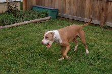 caesar